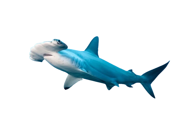 Tiburón martillo