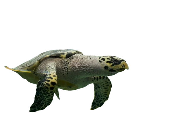 Tortuga