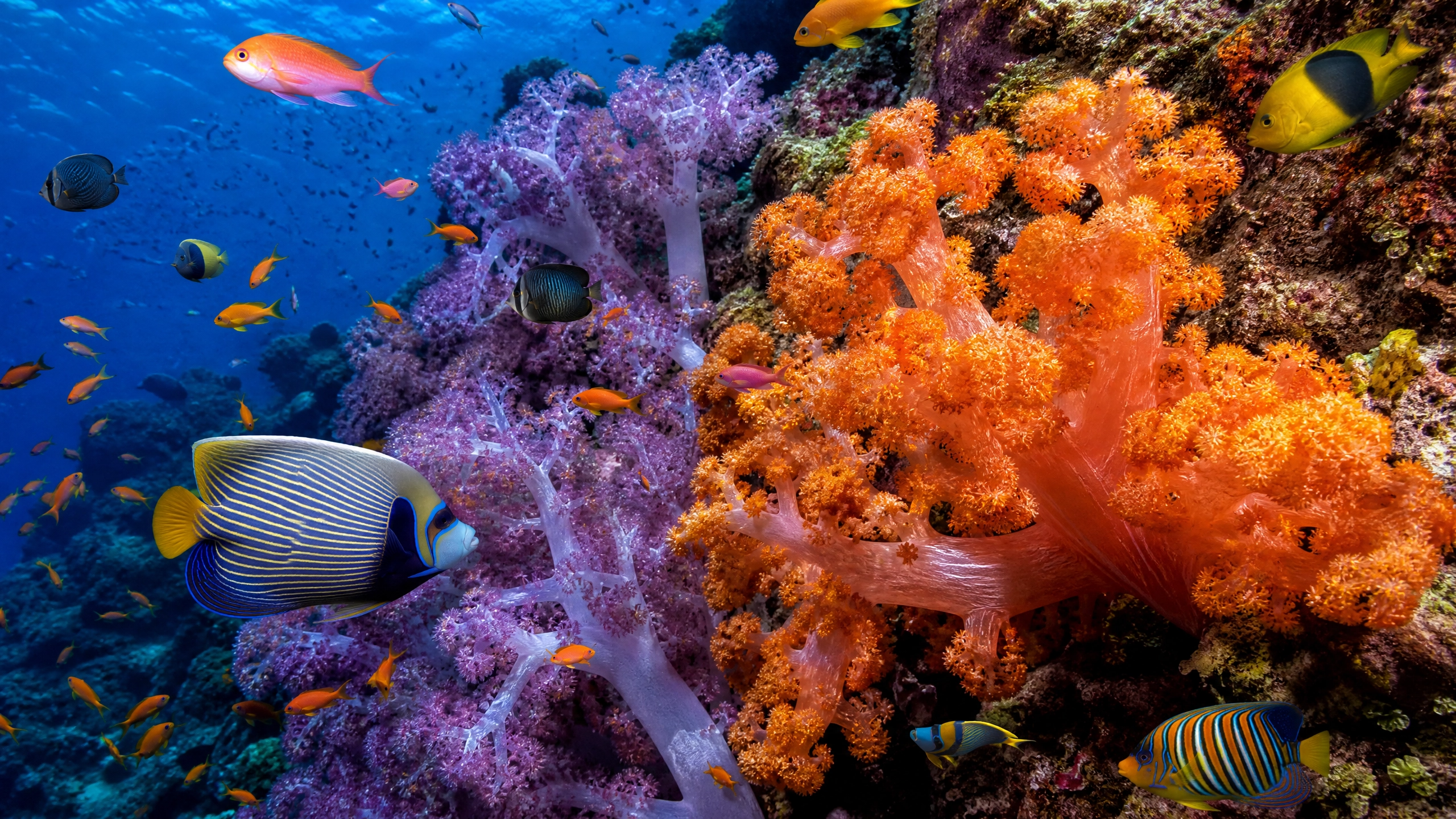 Ecología del arrecife de coral
